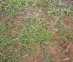 Eriochloa procera