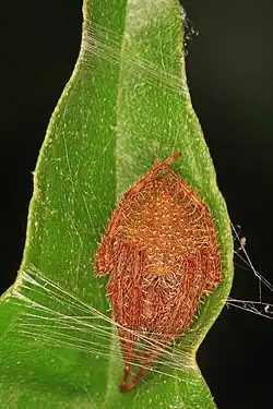 E. ravilla, Florida