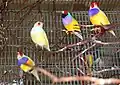 Birds in cage