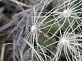 Spines