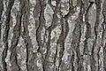 Mature bark showing red-brown fissures