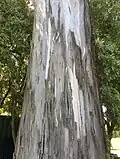 Trunk bark