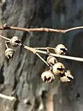 Fruit