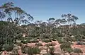 Mallees near Calperum, South Australia