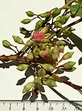 Inflorescence, (buds & flowers)