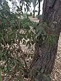 trunk and regrowth with intermediate leaves at Wiley Park