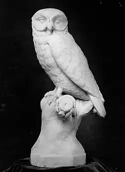 Owl