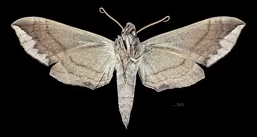 Female ventral