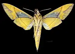 Male ventral