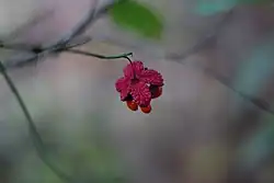 Fruit capsule