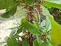 Thorns of Euphorbia milii.