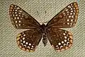 Museum specimen