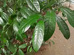 Foliage