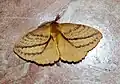 Eupterote sp.