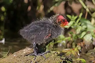 Chick in Marais Audomarois, France