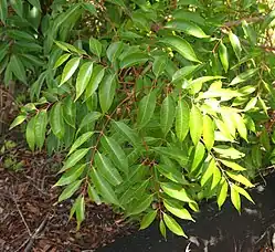 Foliage