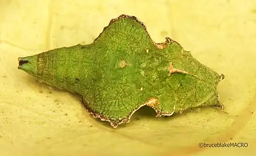 Pupa of a captive-raised E. d. angulata