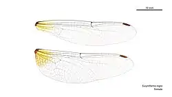 Female wings