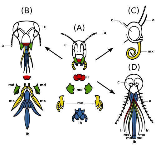 Figure 2c