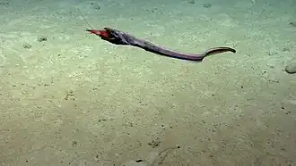 A synaphobranchid