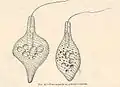 Astasia sp. (Euglenales)