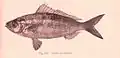 Arripis georgianus