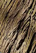 The tree bark