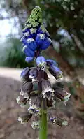 Flower at the Botanic Gardens, St. Andrews, Scotland