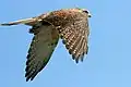 In flight in Victoria, Australia