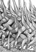 Fallen Palmetto, silverpoint, Jeannine Cook