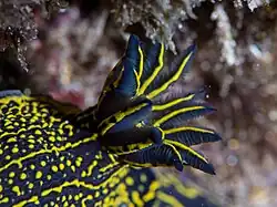 Gill, Lanzarote