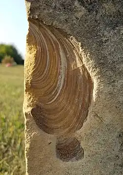 Inoceramus labiatus (flat form)