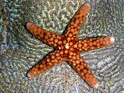 Ferdina flavescens