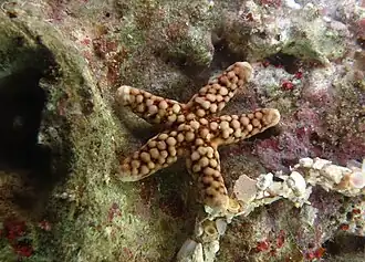 Ferdina flavescens