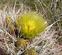 Flower, in Palm Canyon, California.