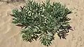 Basal leaves