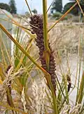 Seed head