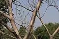 Grayish-white and smooth bark on a Ficus arnottiana tree