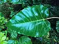 Ficus arnottiana with leaves ovate to heart-shaped, with a smooth, glossy green surface with slightly pointed apex.