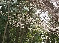Branches
