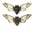Fidicina- Fidicina ethelae
