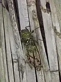 Fidicina mannifera