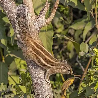 Brown squirrel