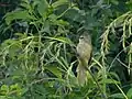 Flavescent bulbul in Mizoram, India