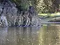 Flock of Barrow's goldeneyes foraging