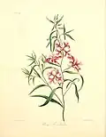 Clarkia pulchella