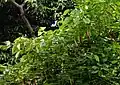 Flowers and pods of a shrub in India