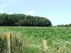 Edwardstone Woods