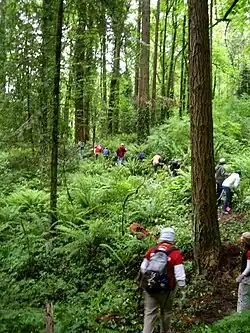 About a dozen people are strung out single-file along a narrow forest path. Some are bent over and appear to be reaching into the ferns and other understory plants along the trail.