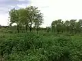 Gorsial Forest